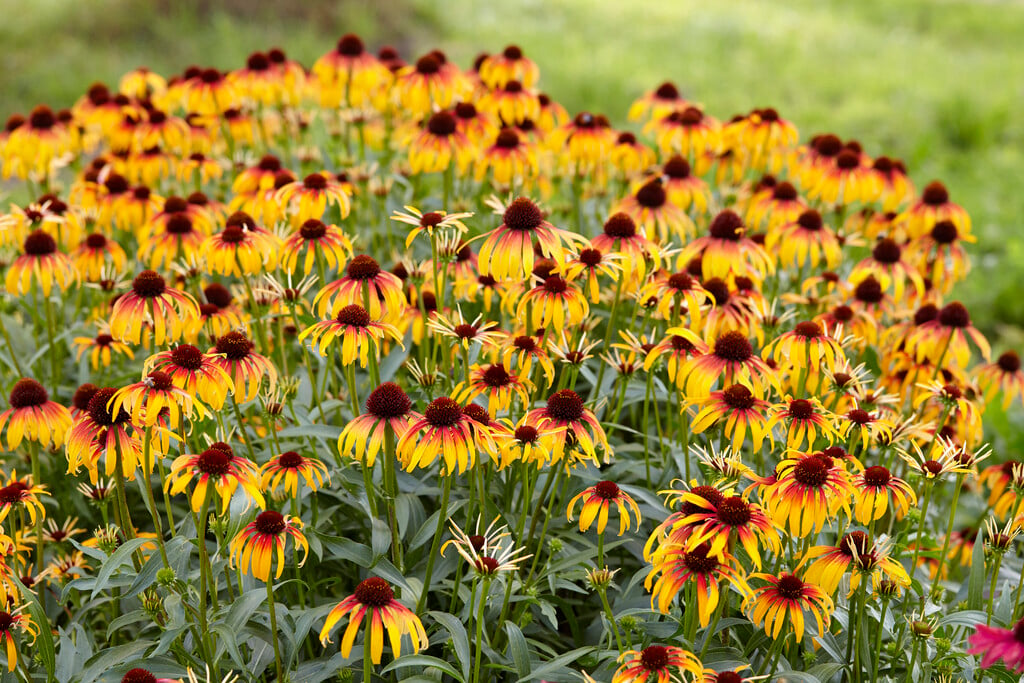 coneflower [Fiery Meadow Mama]