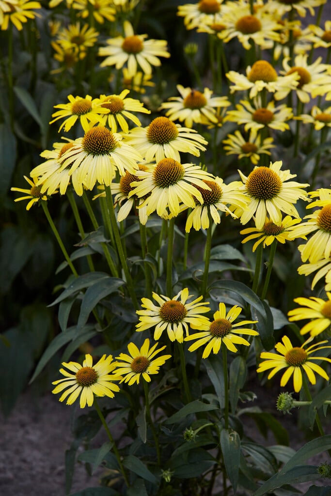 coneflower 'Cleopatra'