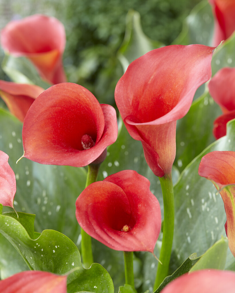 arum lily 'Captain Trinity'