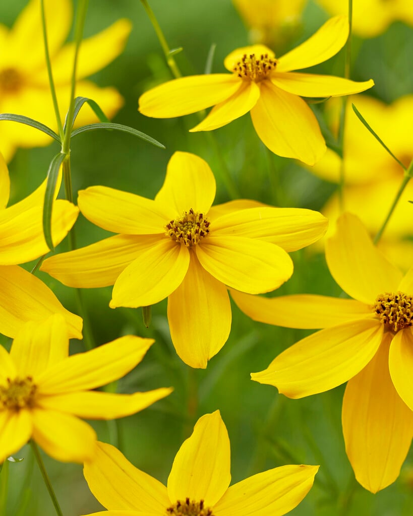 whorled tickseed