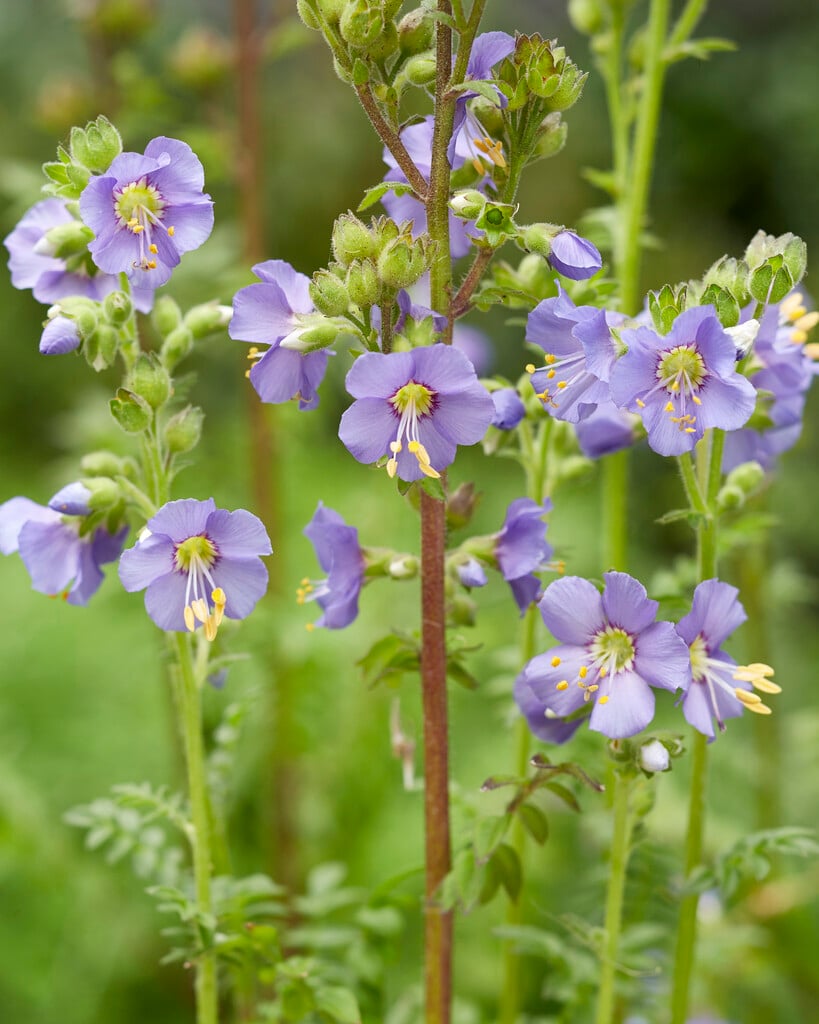 Jacob's ladder