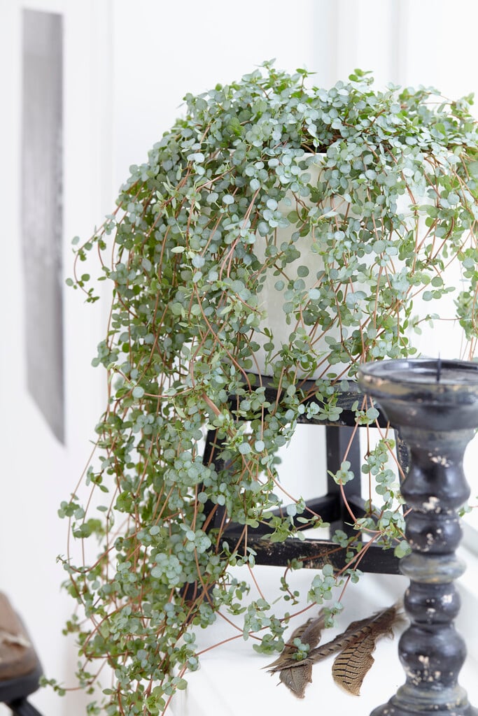 <em>Pilea</em> <em>glaucophylla</em>
