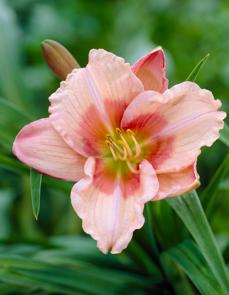 daylily 'Janice Brown'