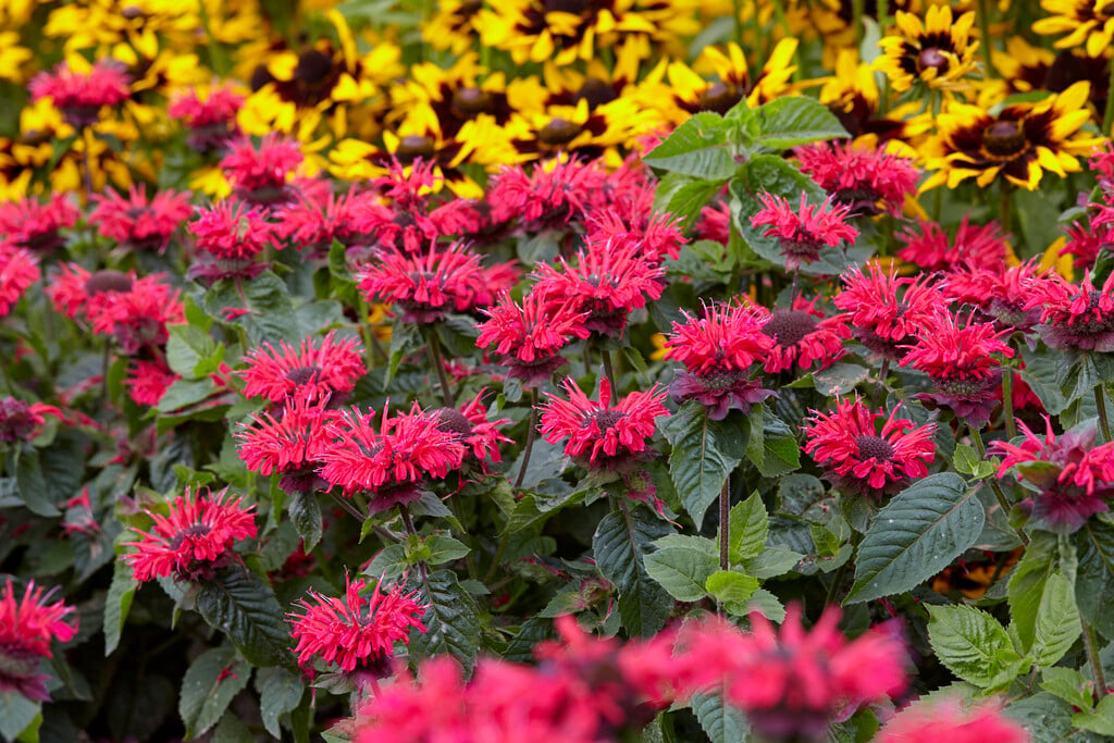 bergamot [Bee-Happy]