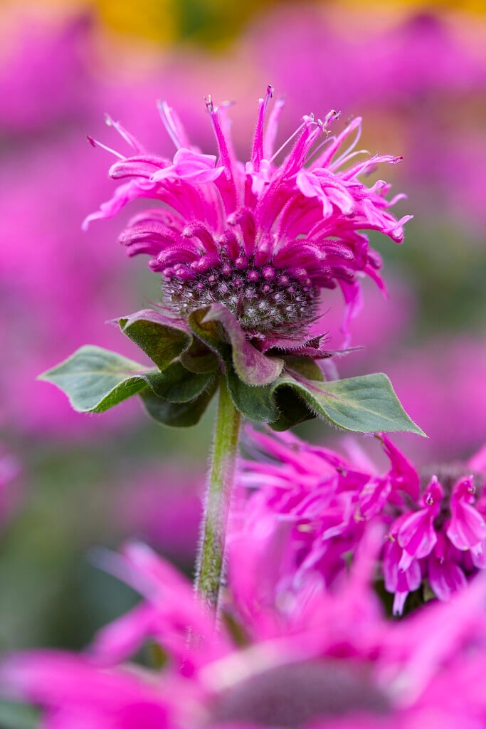 bergamot [Bee-Free]