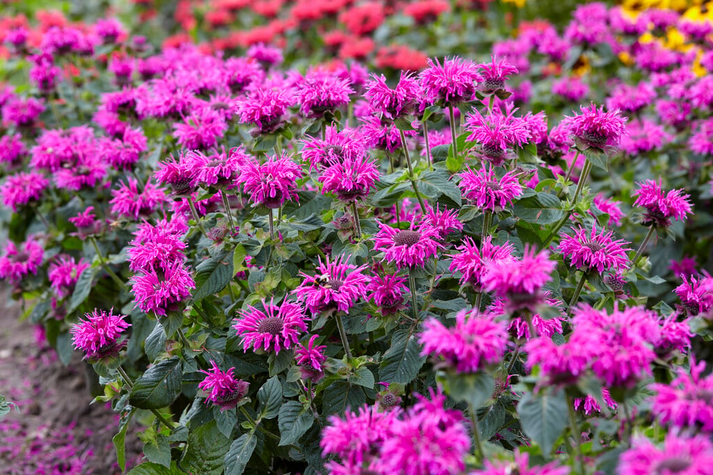 bergamot [Bee-Free]