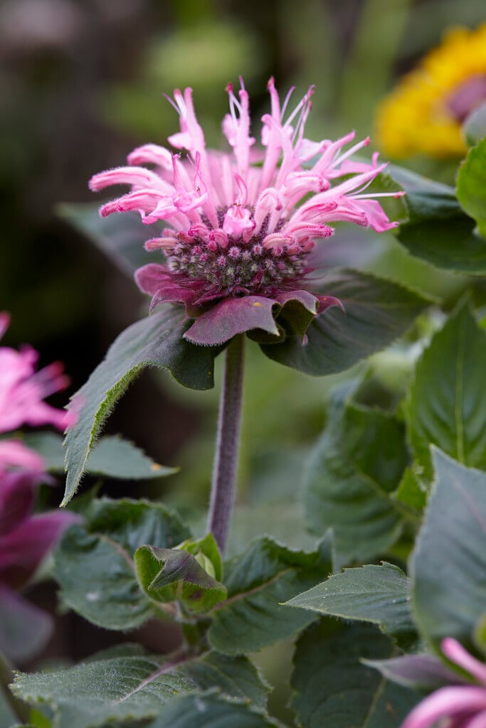 Monarda didyma Bee-Lieve (&Mon0004bli&PBR) (Bee-You Series) | bergamot ...