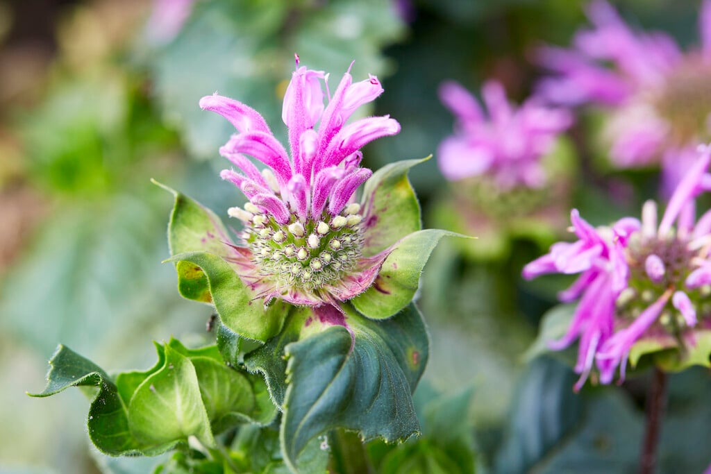 bergamot [Bee-Lieve]