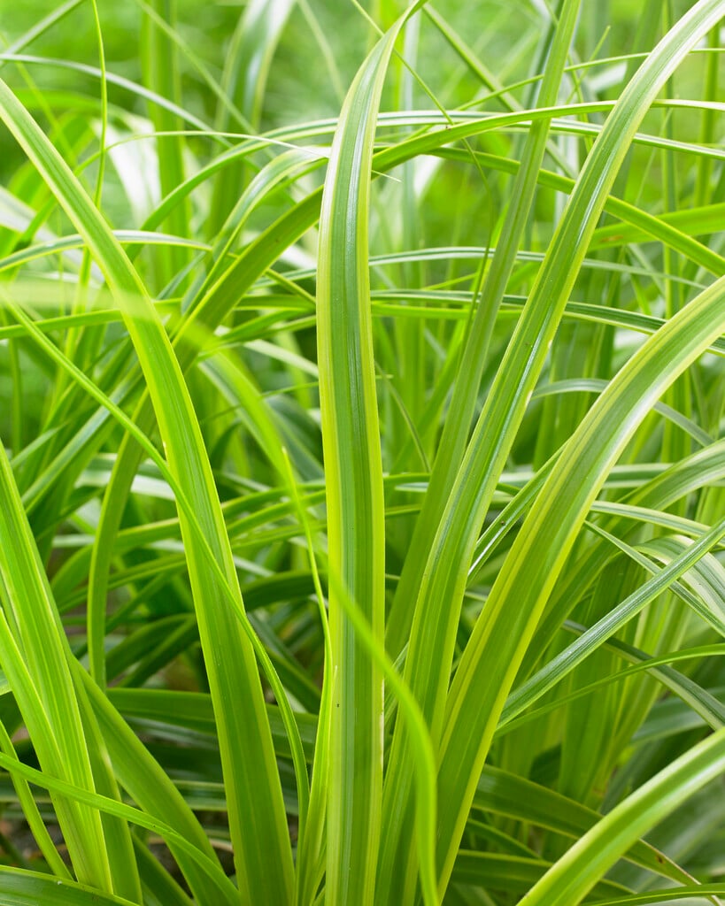 Japanese sedge 'Everlime'