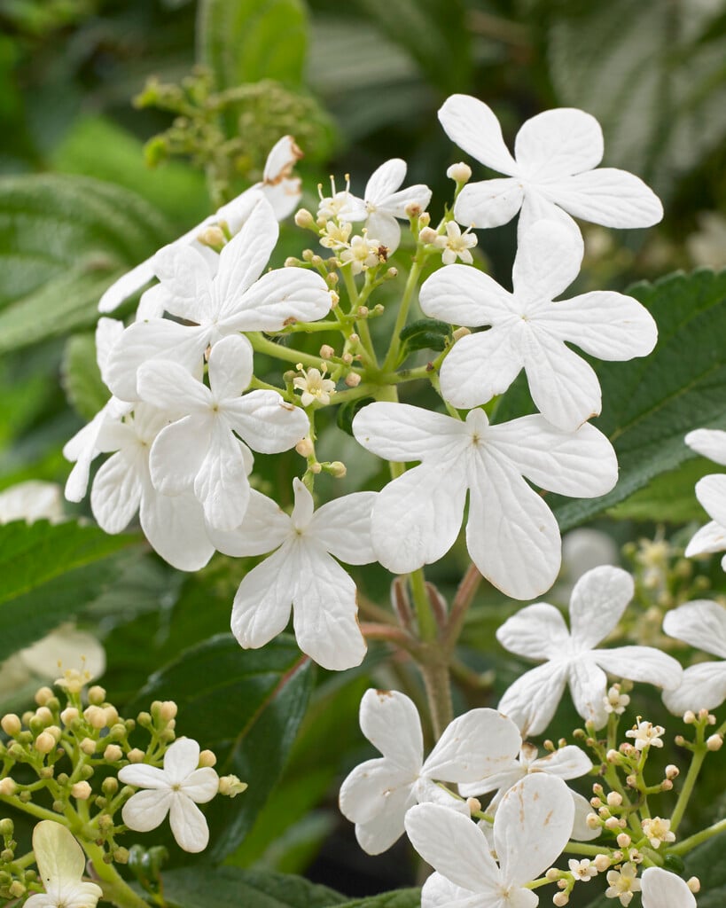 Japanese snowball 'Nanum Semperflorens'