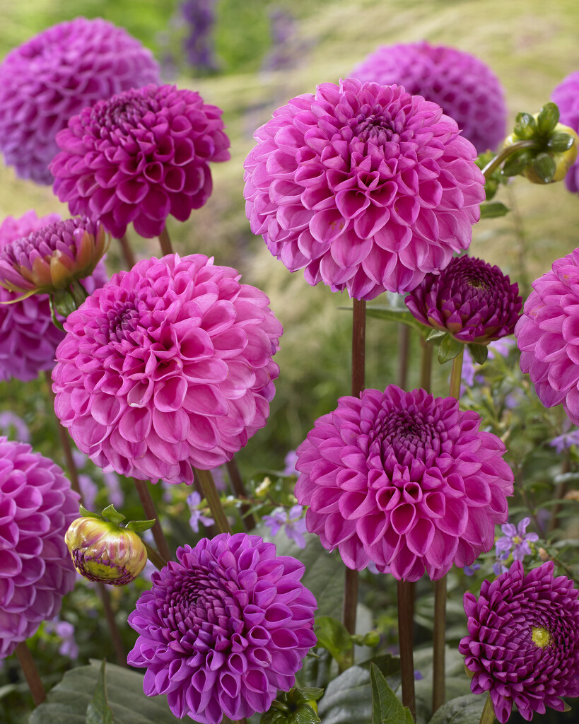 <i>Dahlia</i> 'Jan van Schaffelaar' (Pom)