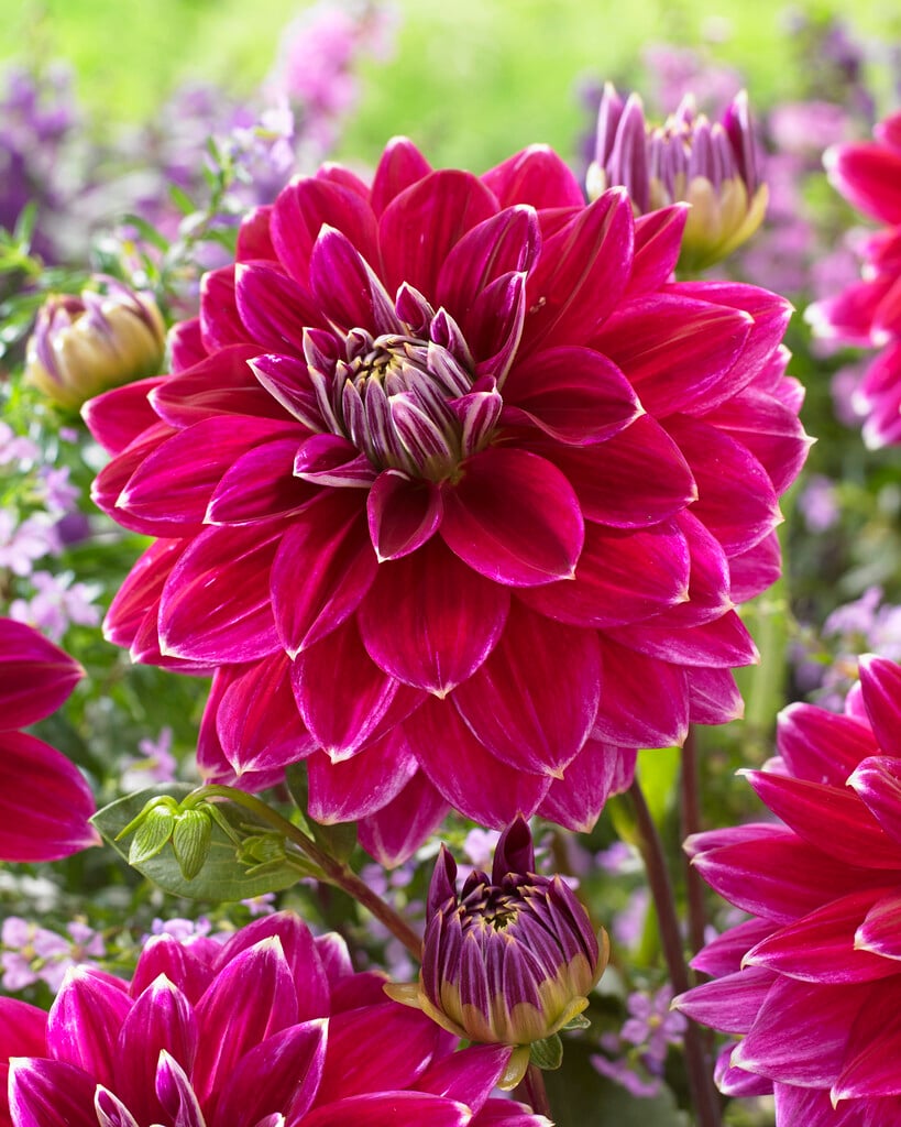 dahlia 'Maldini'