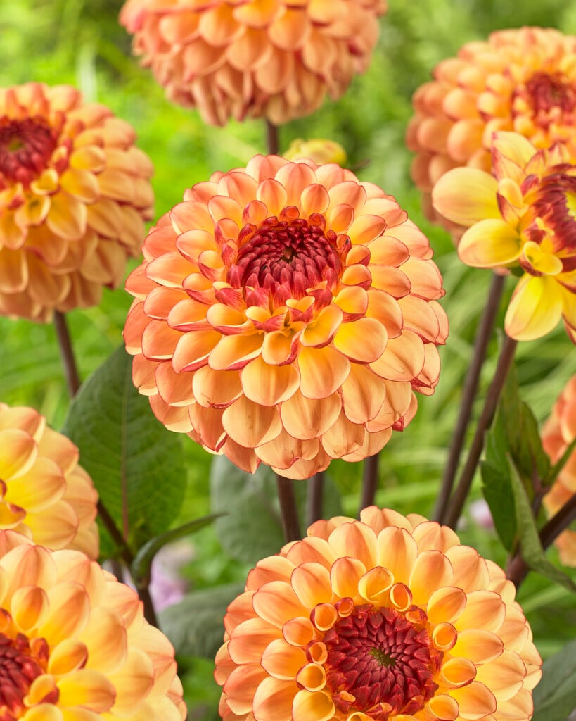 dahlia 'Summer Haze'
