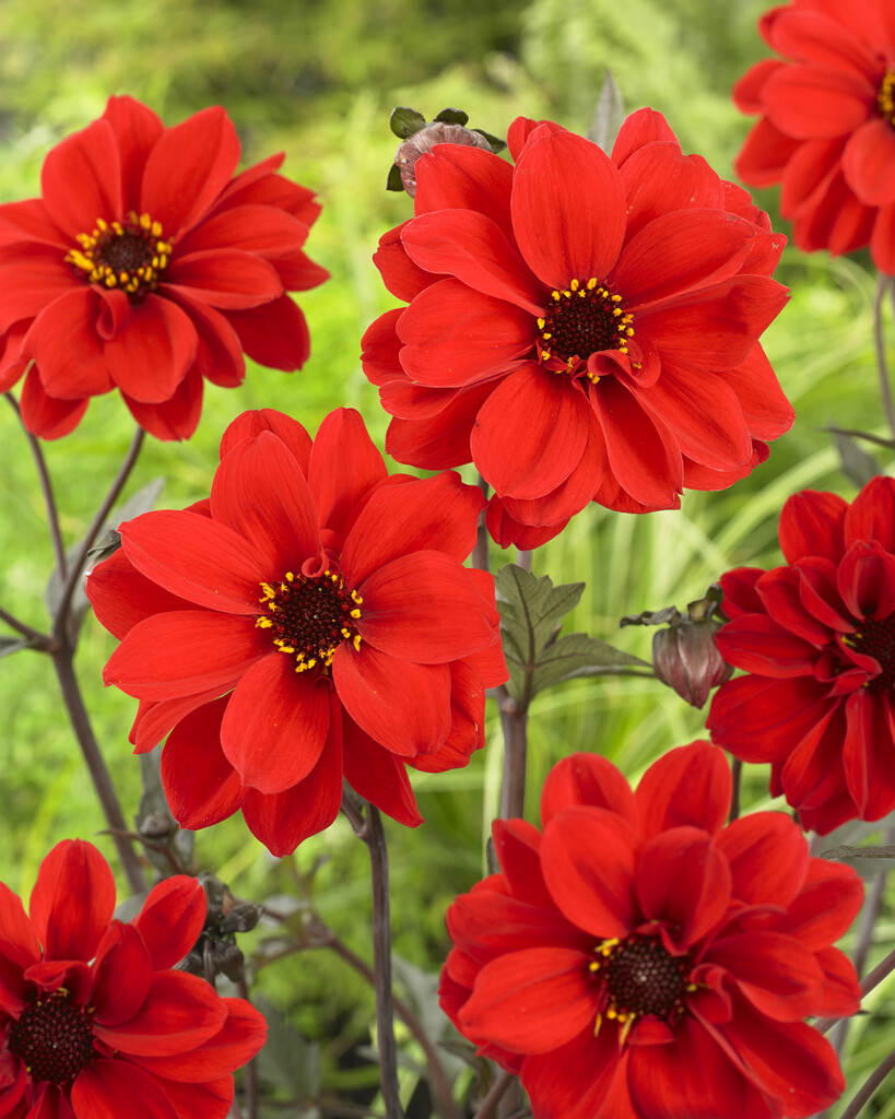 dahlia 'Bishop of Llandaff'