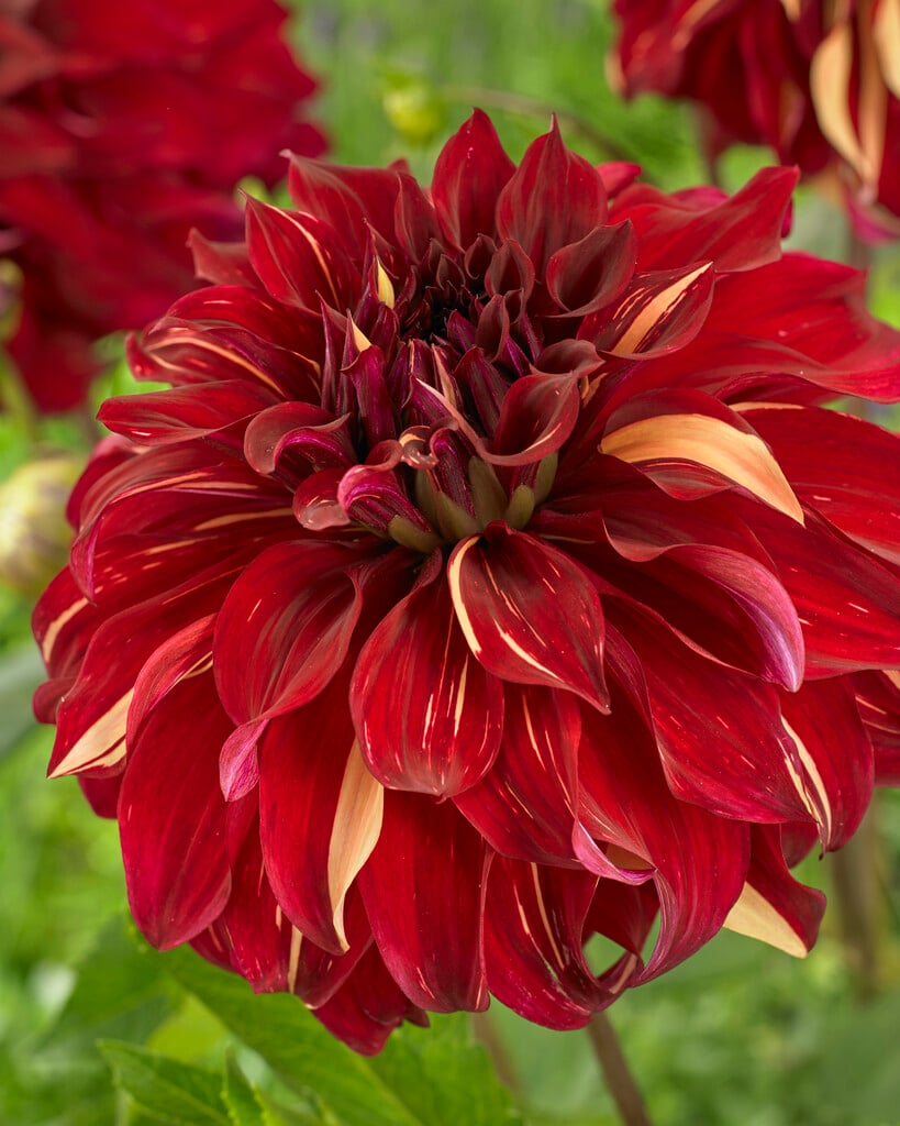 dahlia 'Bohemian Spartacus'