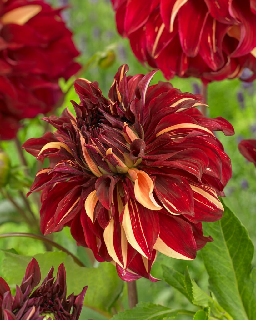 dahlia 'Bohemian Spartacus'