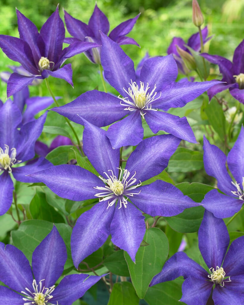 clematis 'Daniel Deronda'