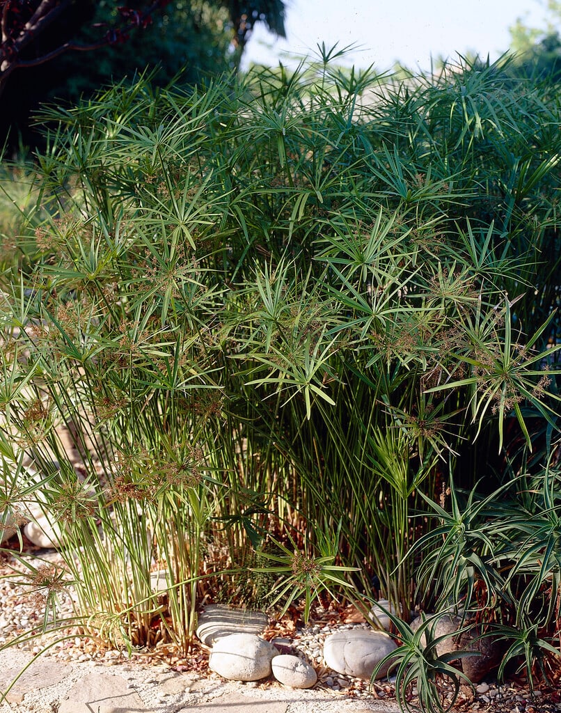 umbrella plant