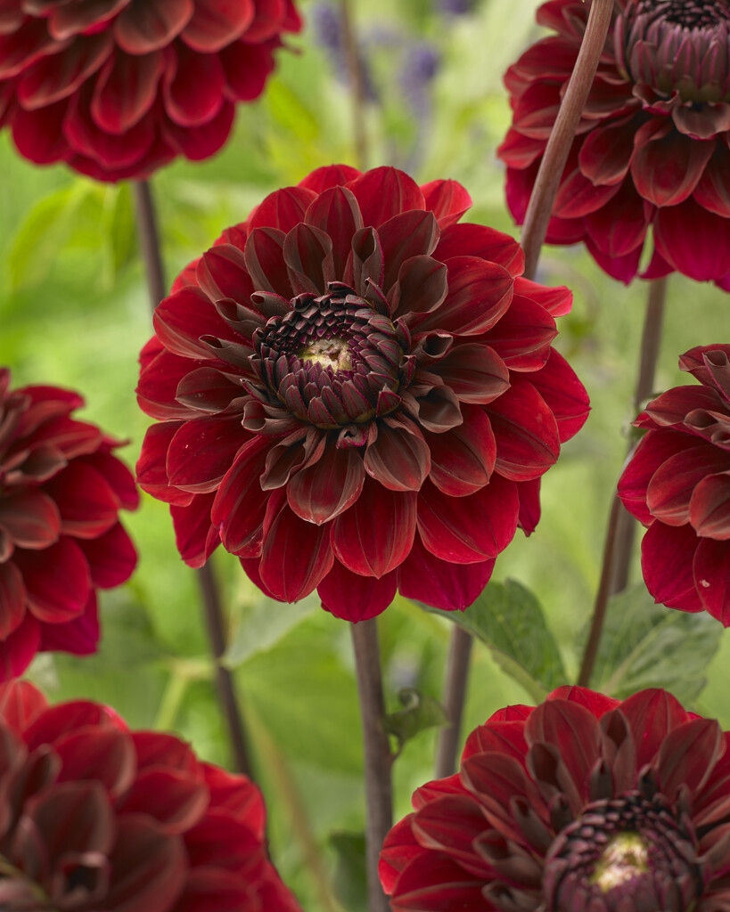 <i>Dahlia</i> 'Seniors Darkness' (D)