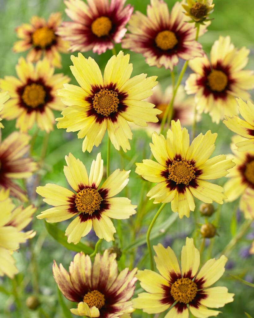 tickseed 'Redshift'