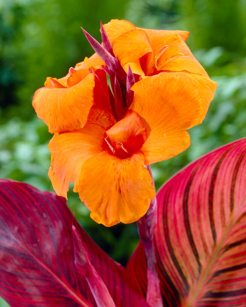 canna 'Durban' Kelly red-flowered