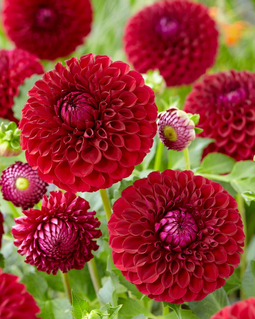 dahlia 'Boom Boom Red'