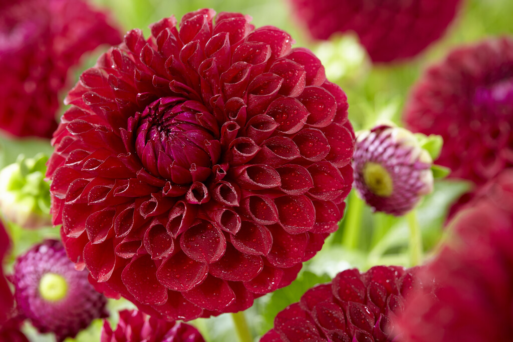 dahlia 'Boom Boom Red'