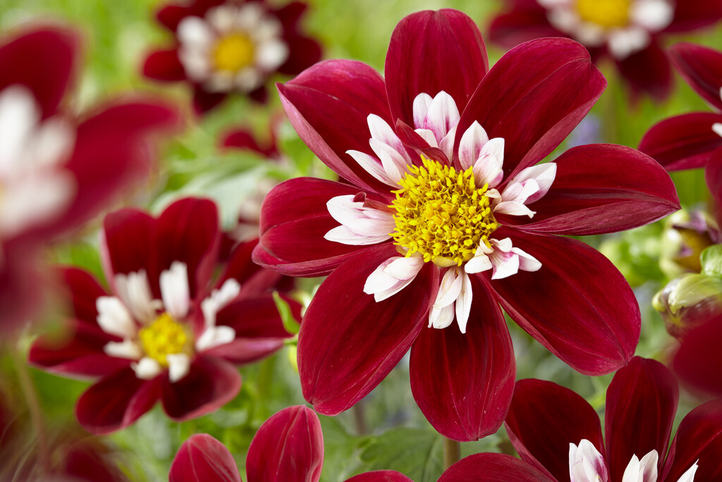 <i>Dahlia</i> 'Mary Evelyn' (C)