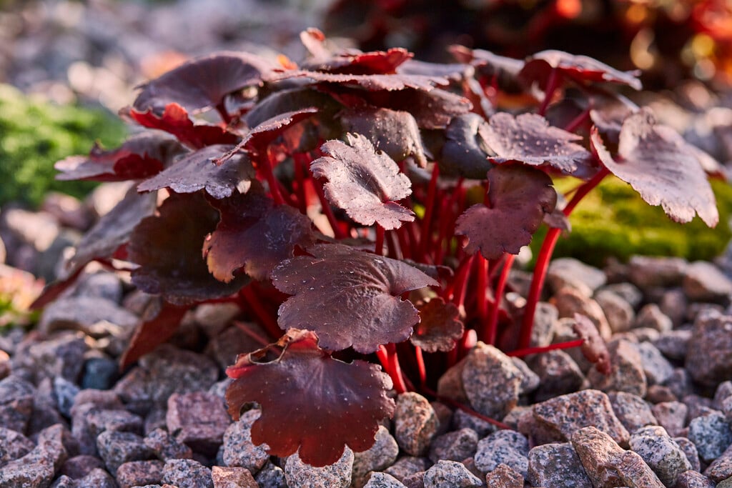Fortune saxifrage