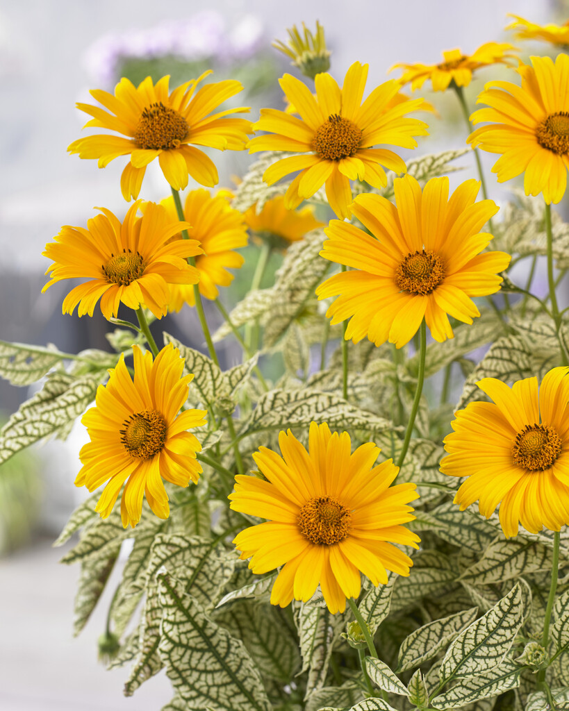 <em>Heliopsis</em> <em>helianthoides</em> 'Sunstruck' (v)