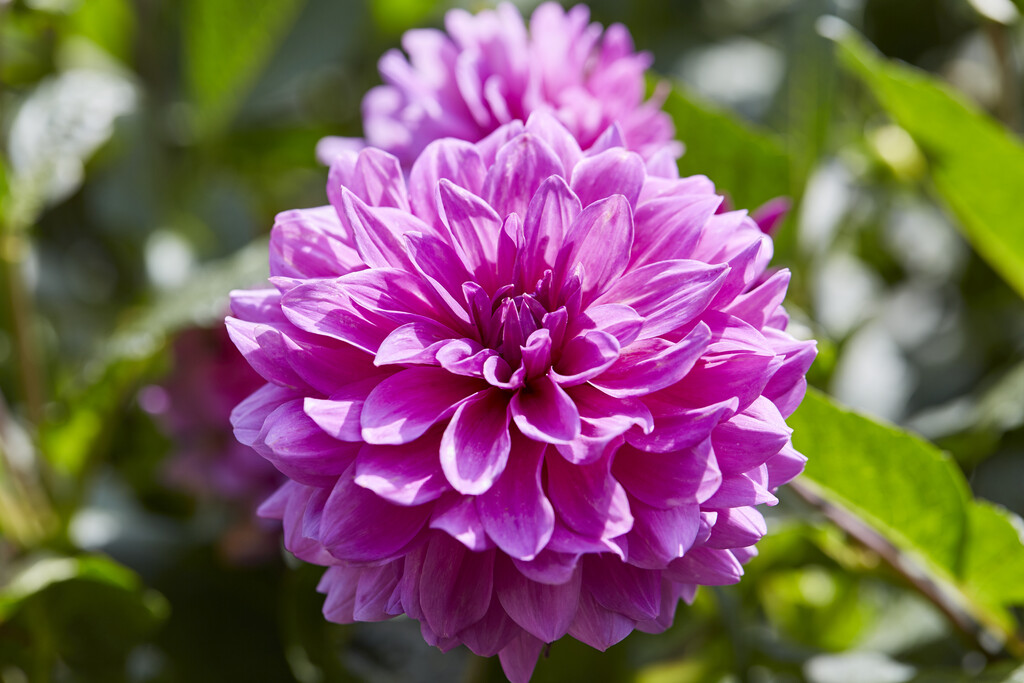 dahlia 'Lucky Number'