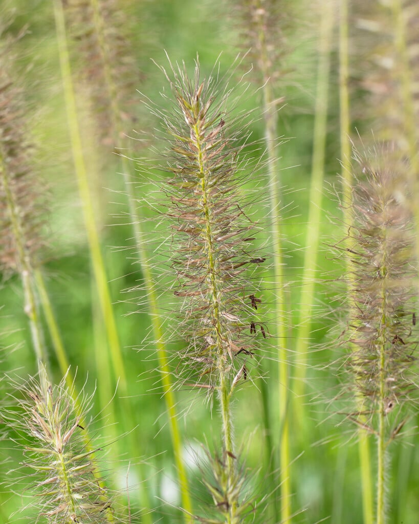 <i>Pennisetum</i> <i>alopecuroides</i> 'Gelbstiel'