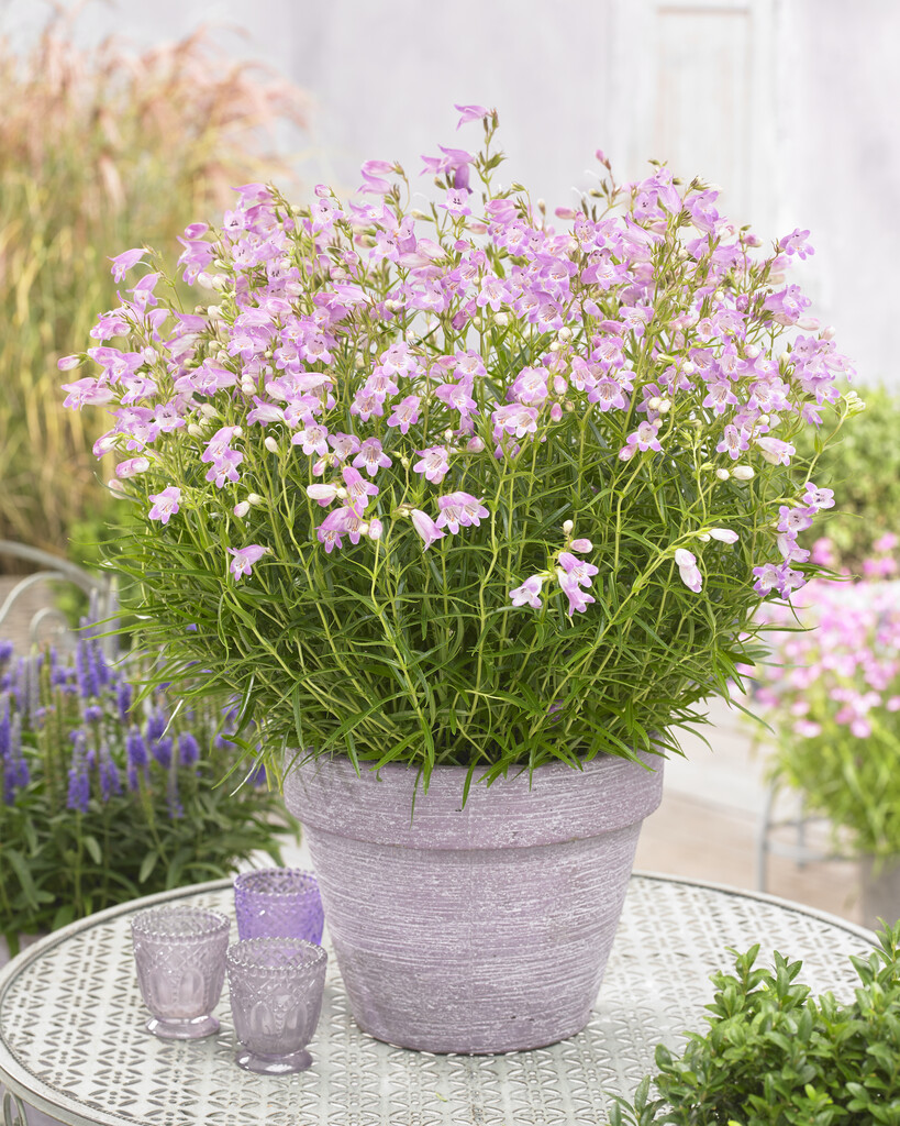 <i>Penstemon</i> 'Sweet Joanne'