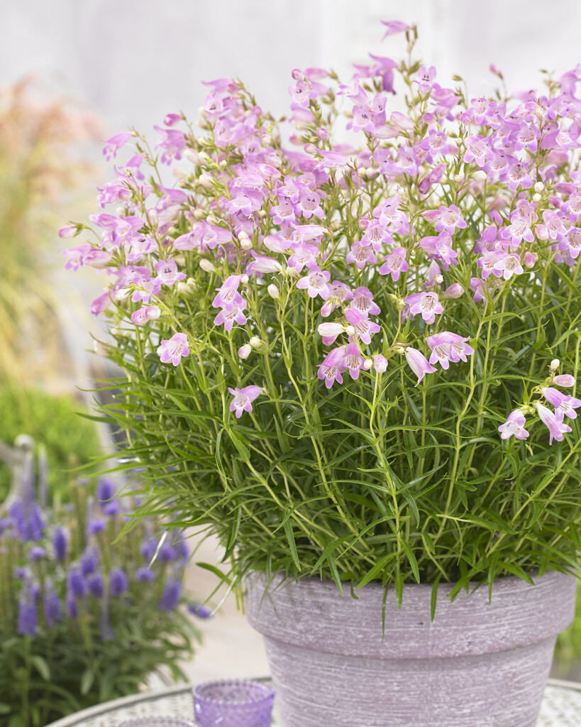 <i>Penstemon</i> 'Sweet Joanne'