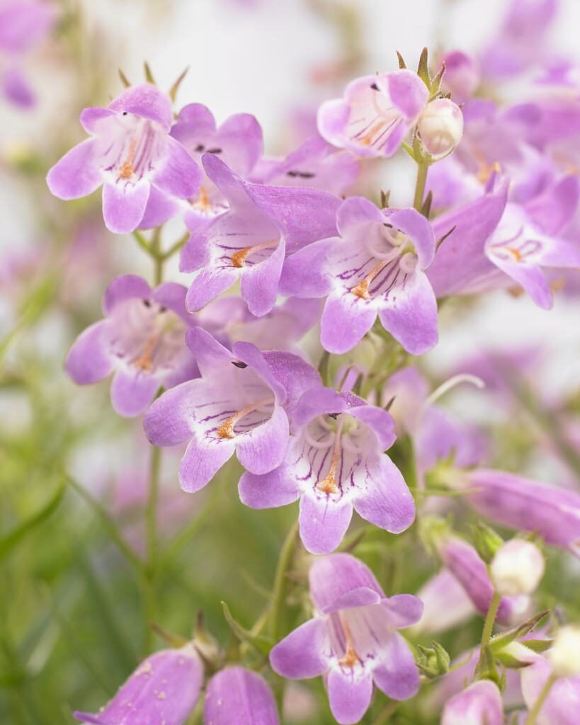 <i>Penstemon</i> 'Sweet Joanne'