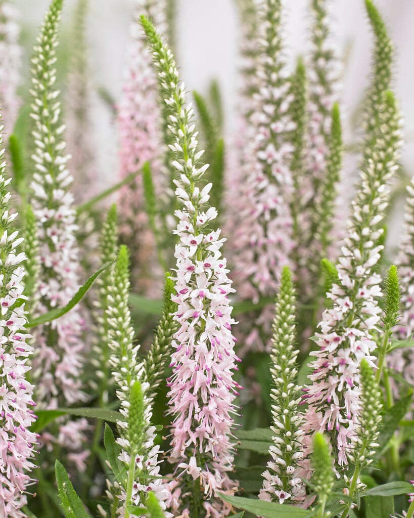 speedwell [Pink Moody Blues]