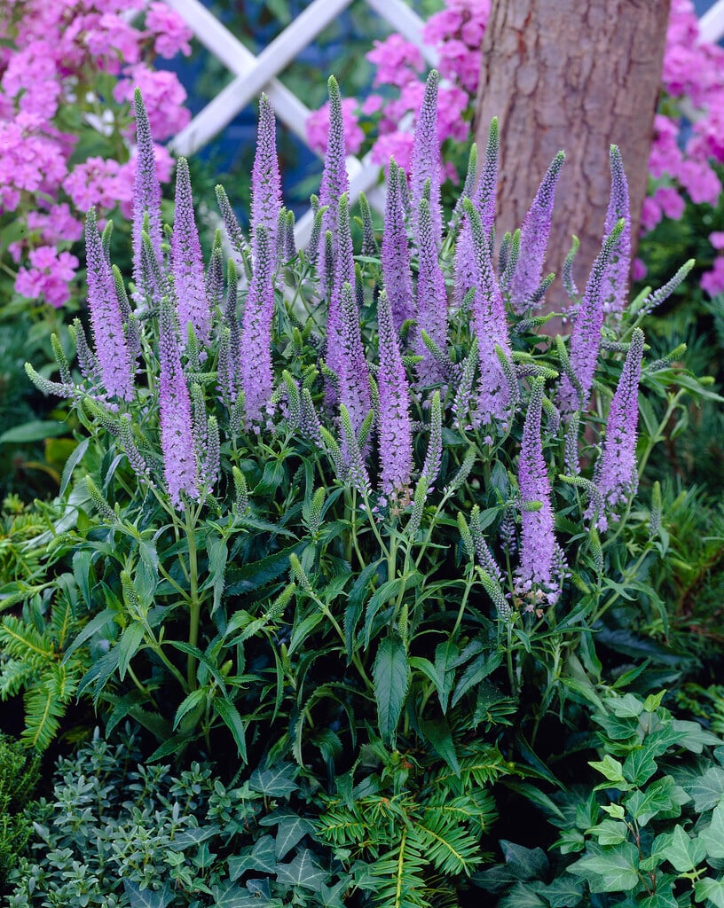 longleaf speedwell 'Lilac Fantasy'