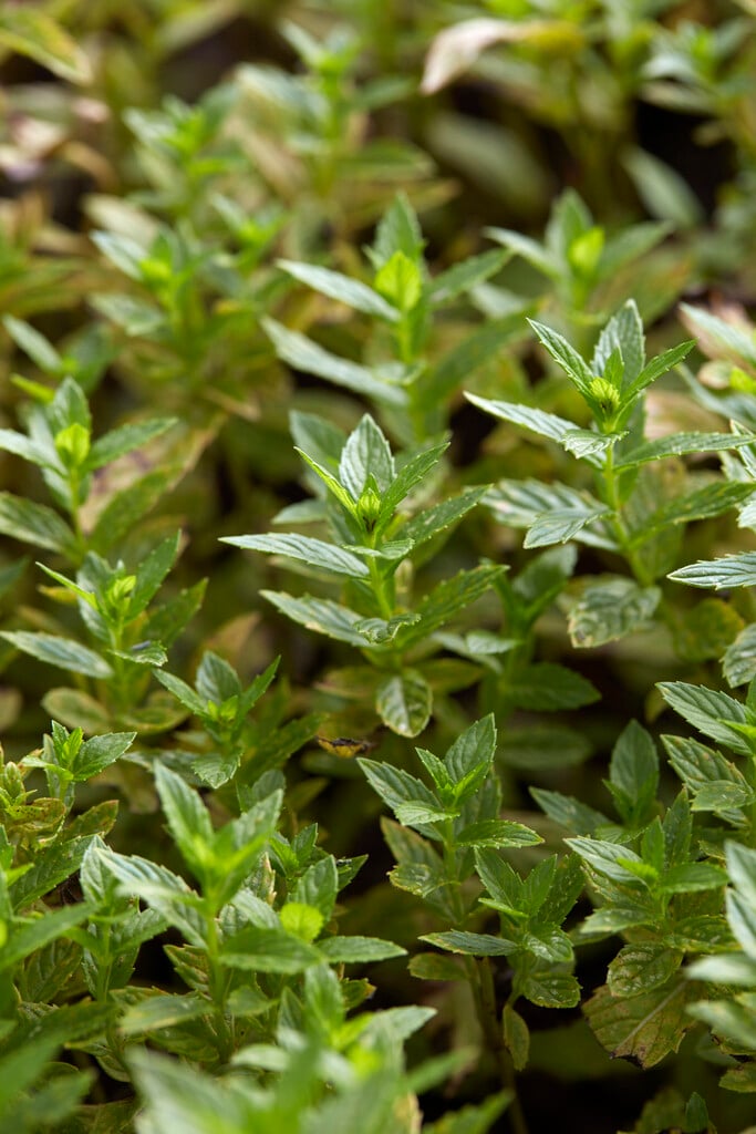 Mentha spicata | spearmint Herbaceous Perennial/RHS Gardening