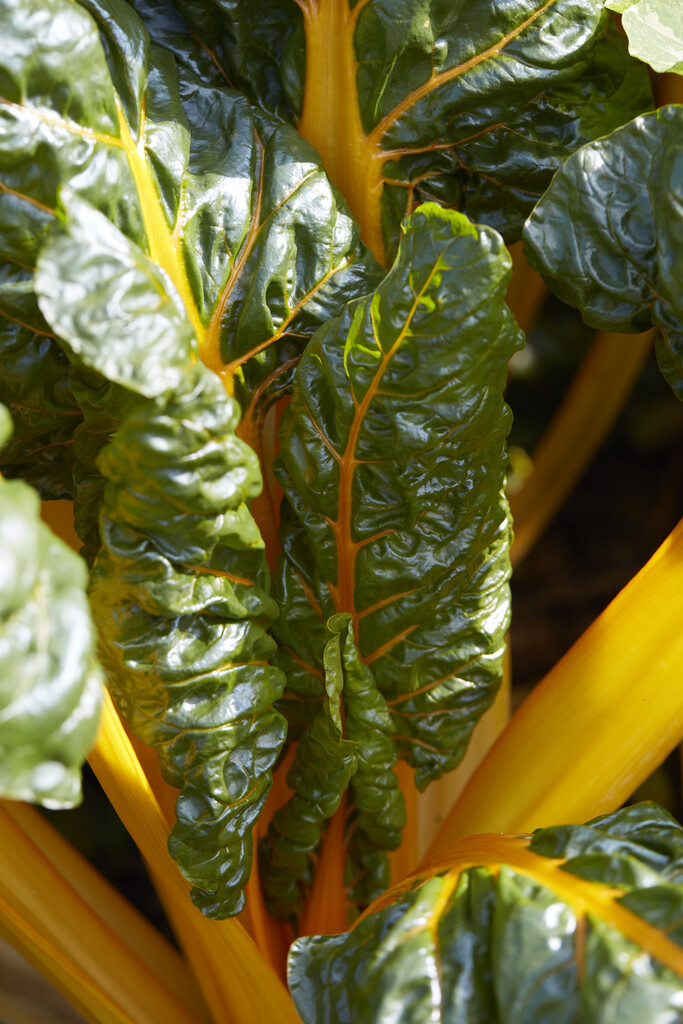 chard 'Bright Yellow'