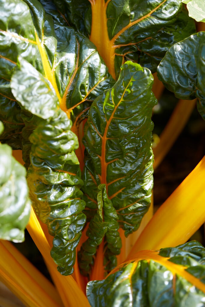 chard 'Bright Yellow'