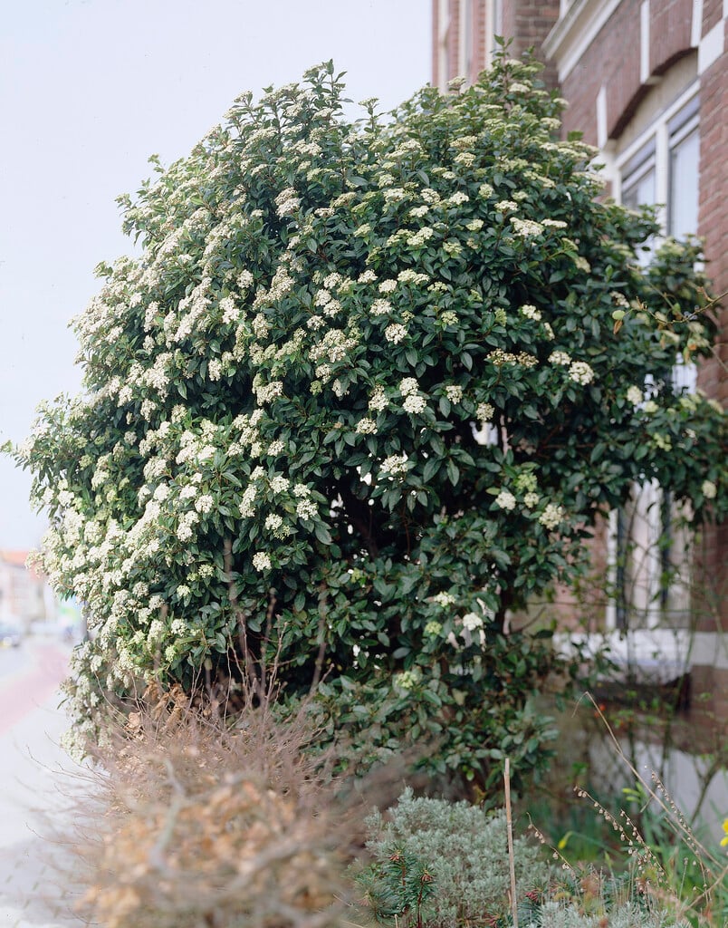 laurustinus