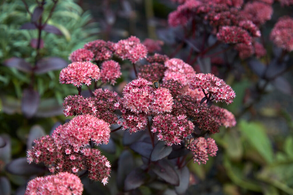 orpine
