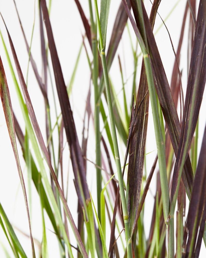 switch grass [Purple Breeze]