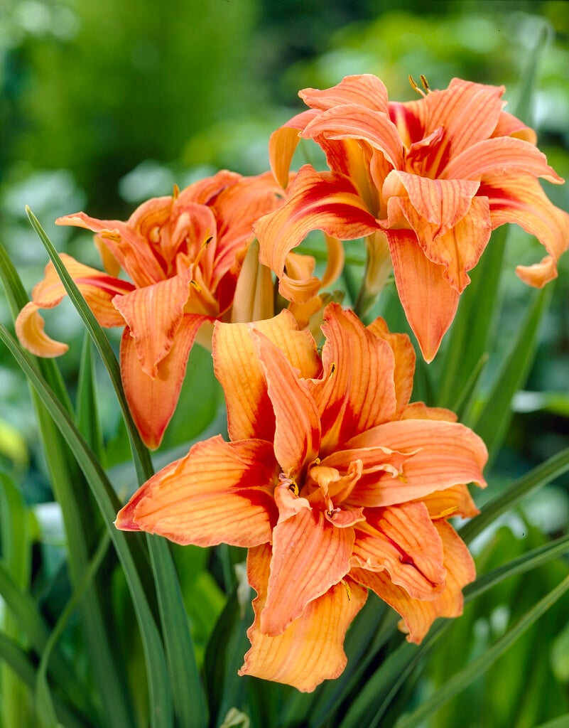 <i>Hemerocallis</i> <i>fulva</i> 'Kwanso' ambig. [1] (d)