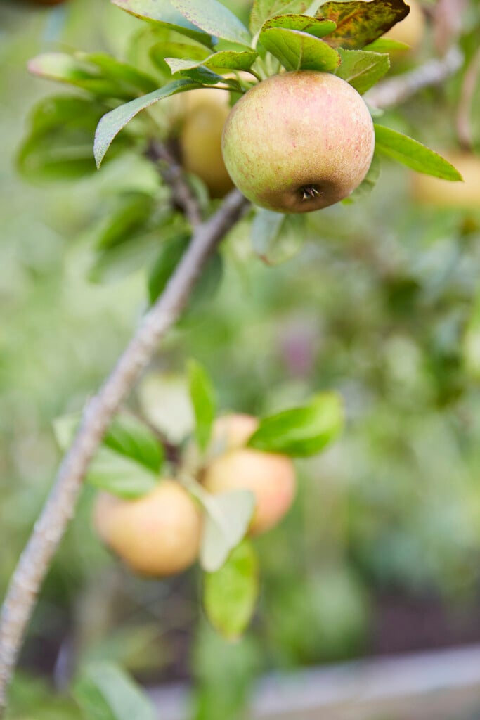 apple 'Ross Nonpareil'