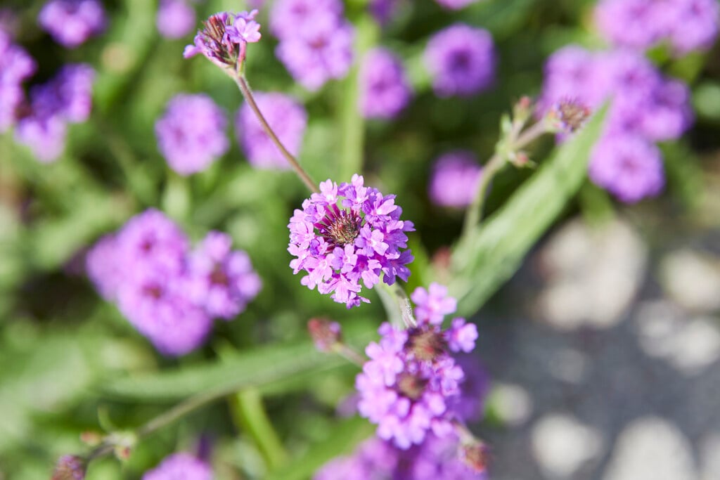 slender vervain 'Santos'