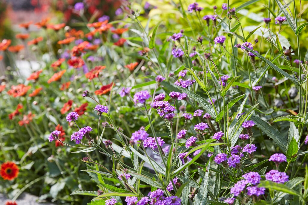 slender vervain 'Santos'