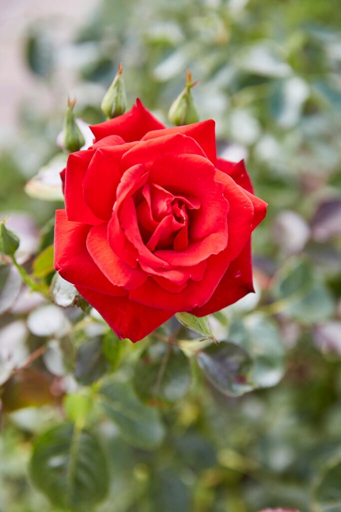 rose [Malcolm Sargent]