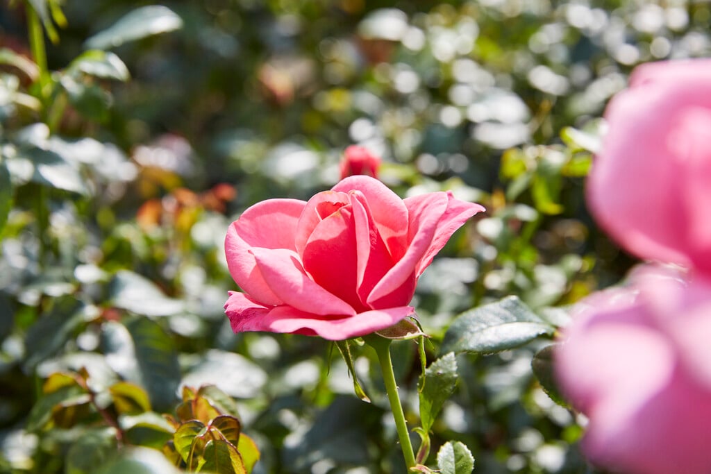 rose [Jack Wood]