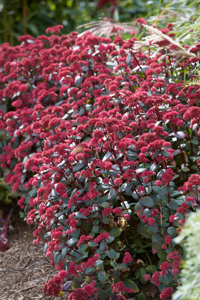 stonecrop 'Red Cauli'